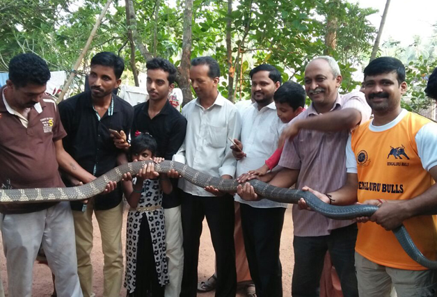 ಮಡಿಕೇರಿ: ಕಲ್ಲುಗುಂಡಿಯಲ್ಲಿ 14 ಅಡಿ ಉದ್ದದ ಕಾಳಿಂಗ ಸರ್ಪ ಪತ್ತೆ